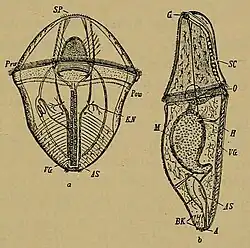 Metatrochophora van een lepelwormlarve. a: metatrochophora, b: oudere larve van lepelworm. (b, vanaf de zijkant gezien) SP: Kuif. G: larvale aanleg voor de hersenen, VG: Buikstreng. Prw, Pow: Praeoraal en Postoraal, trilhaarband. KN: Pronefridium. AS: Rectale blinde zak. SC: Faryngeale innervatie. O: Mond. M: darm. H: Buikhaken. BK: Achterste borstelkrans. A: Cloaca. (Fischer).