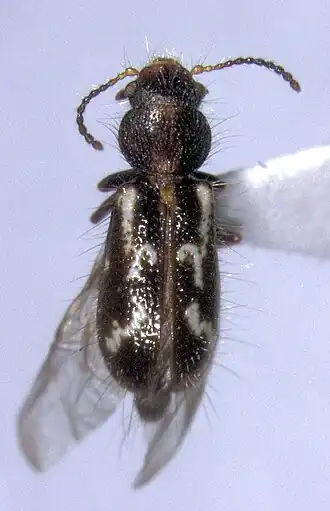 Metaxinidae