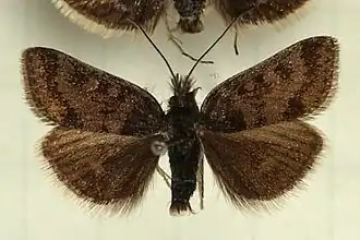 Metaxmeste schrankiana