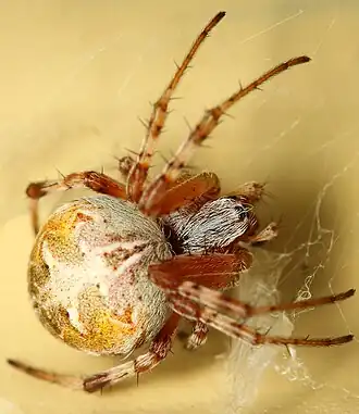 Metepeira labyrinthea