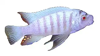 Malawi-zebracichlide