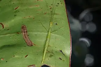 Metriophasma pericles