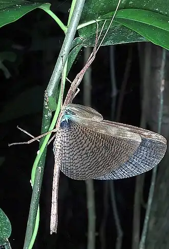 Metriophasma stollii