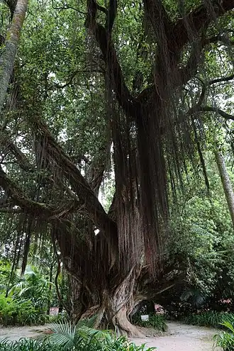Metrosideros robusta