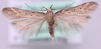 Metzneria santolinella