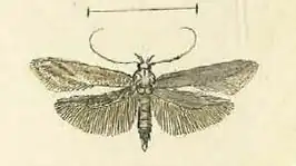 Metzneria tenuiella