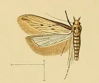 Metzneria torosulella