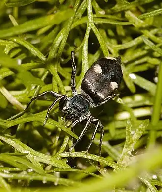 Mexcala quadrimaculata