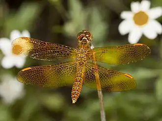 Perithemis intensa