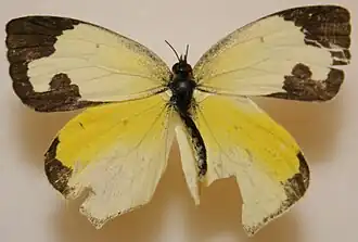 Eurema mexicana