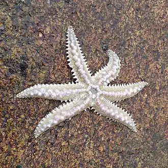 Meyenaster gelatinosus