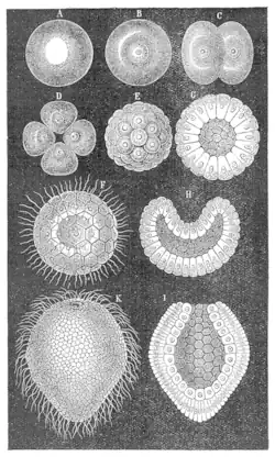 Tweelagige blastula (F, G) van Alcyonaria, bloemdieren (Monoxenia Darwinii)