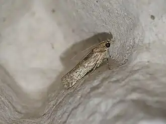 Meyrickiella homosema