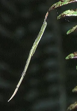 Miagrammopes oblongus