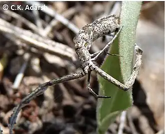 Miagrammopes extensus