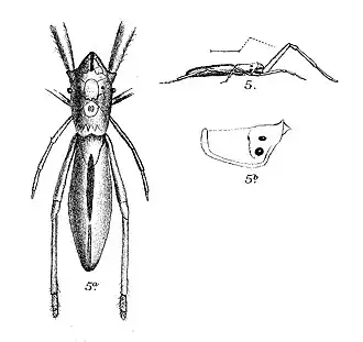 Miagrammopes gulliveri