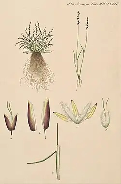 Illustratie uit Flora Danica