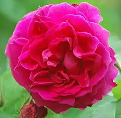 'Michael Bonnet' (Guillot, 1864)