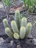 Micranthocereus auriazureus