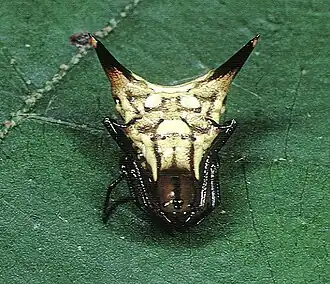 Micrathena acuta
