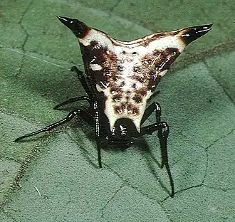 Micrathena lucasi