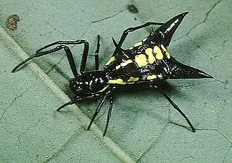 Micrathena pichincha