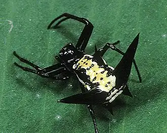 Micrathena raimondi