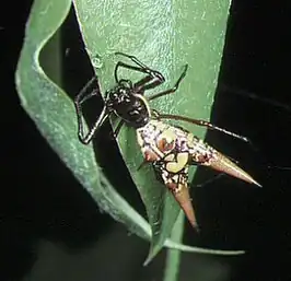 Micrathena sexspinosa