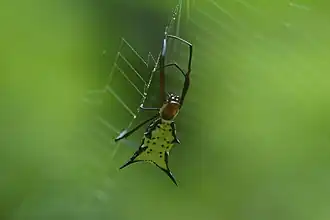 Micrathena miles