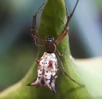 Micrathena nigrichelis