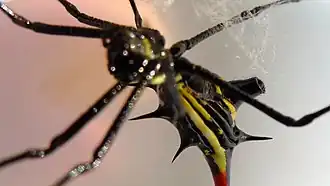 Micrathena schreibersi