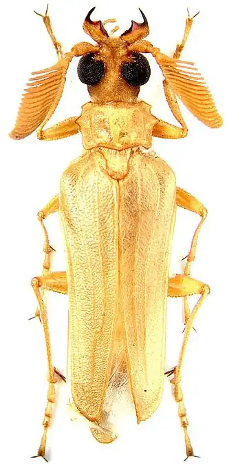 Microarthron komaroffi
