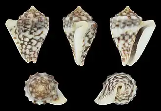 Microcithara harpiformis