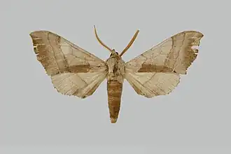 Microclanis erlangeri