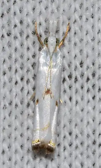 Microcrambus biguttellus