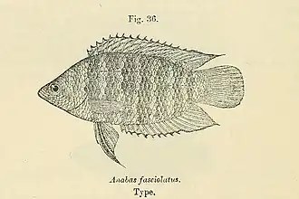 Microctenopoma fasciolatum