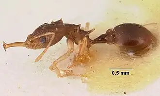 Microdaceton exornatum