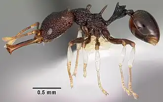 Microdaceton tanyspinosum