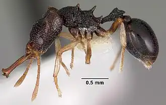 Microdaceton viriosum