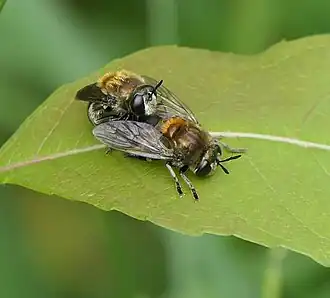 Microdon manitobensis