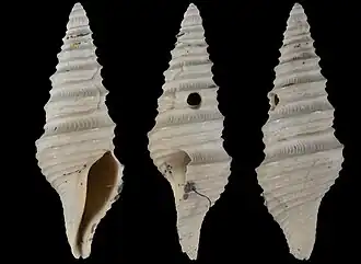 Microdrillia crispata