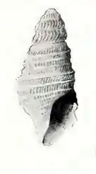 Microdrillia zeuxippe