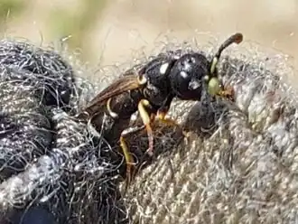 Microdynerus parvulus