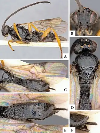 Microgaster meridiana