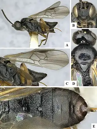 Microgaster messoria