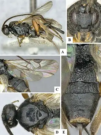 Microgaster subcompleta