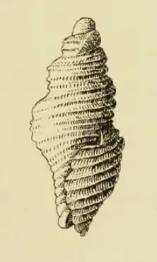 Microgenia edwini