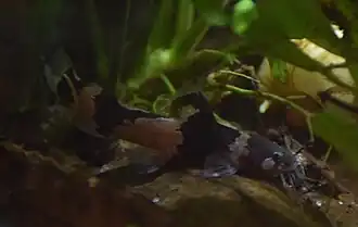 Microglanis iheringi