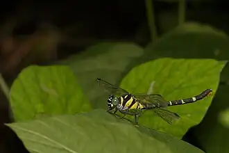 Microgomphus souteri