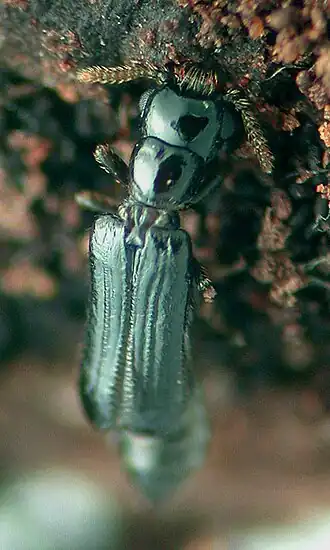 Micromalthidae